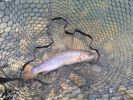 濁りの強さに苦戦